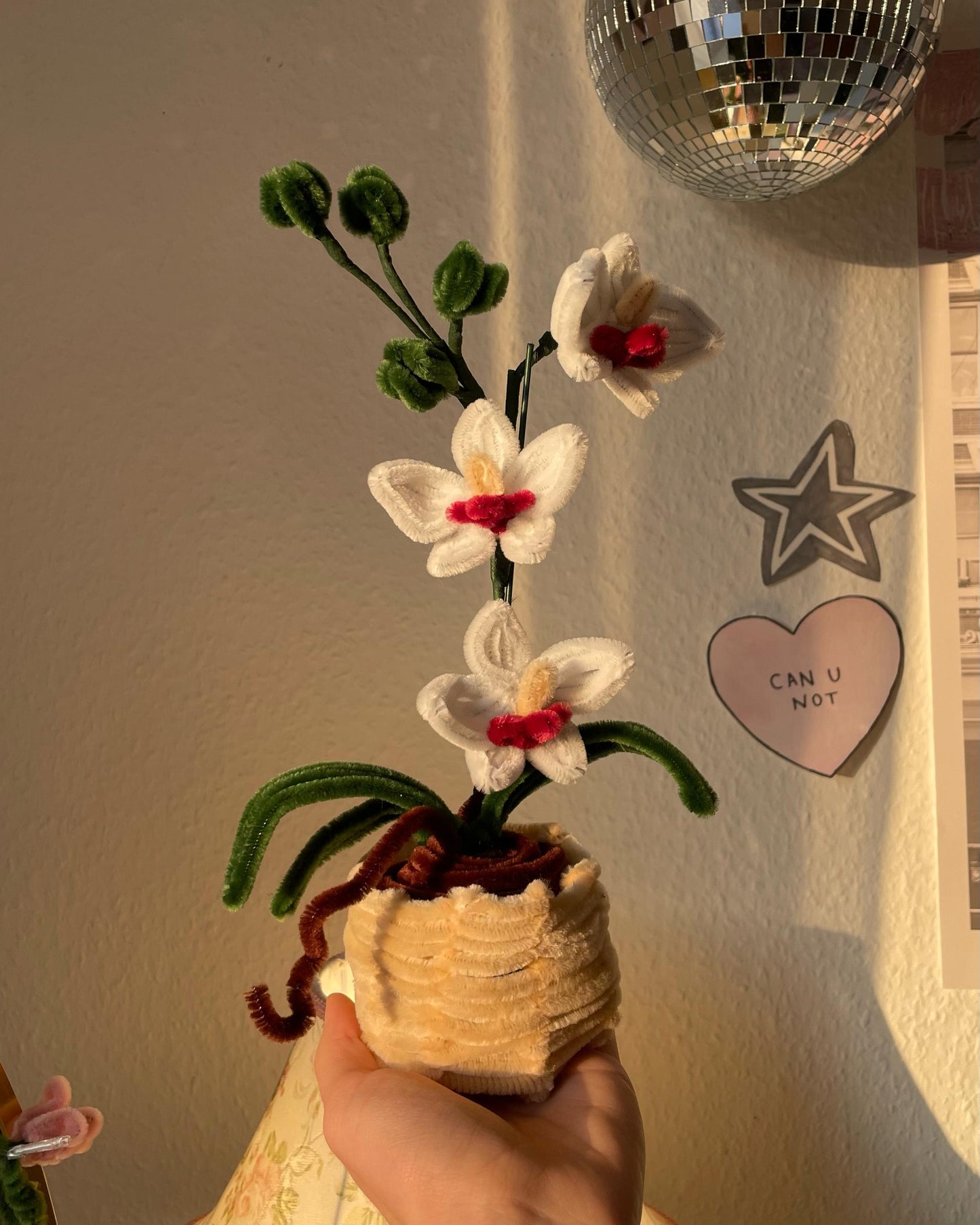 Orchid