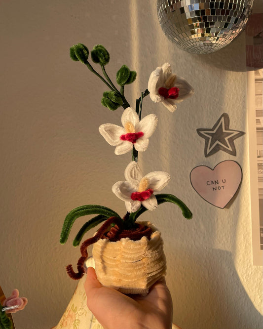 Orchid